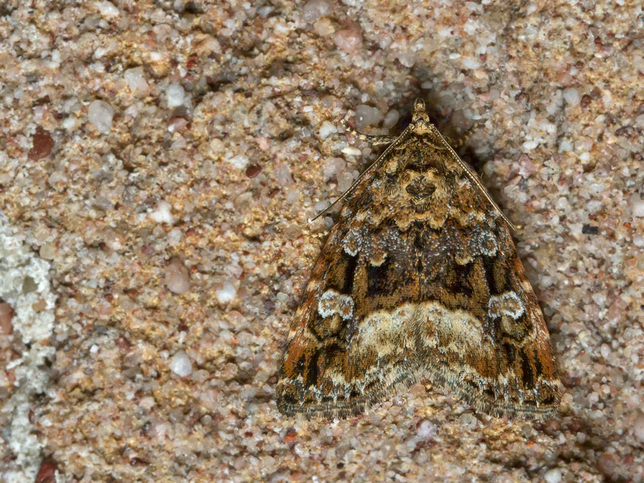 Donkere marmeruil  Protodeltote pygarga-20140519g1280IMG_3840a.jpg