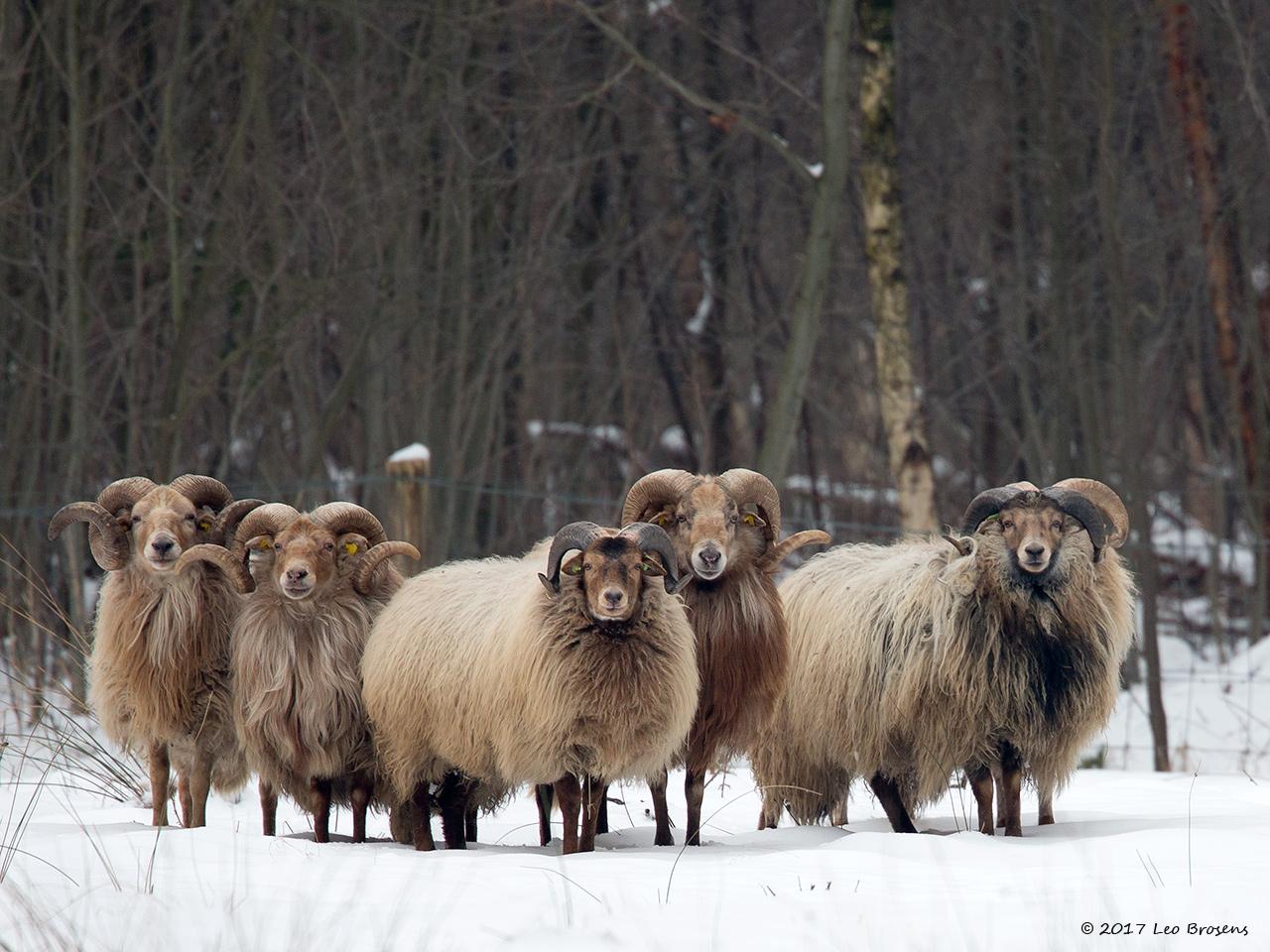 Drents-heideschaap-20130125g12807X1A3284ancrfb.jpg