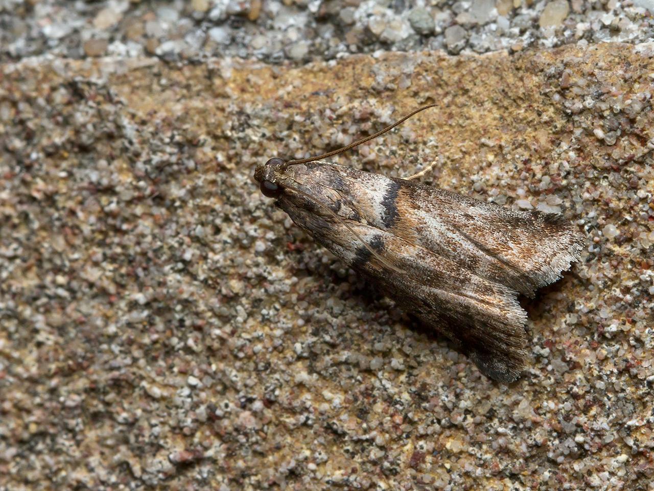 Eikentopspinselmot-Acrobasis-consociella-20140628g1280IMG_5480a.jpg