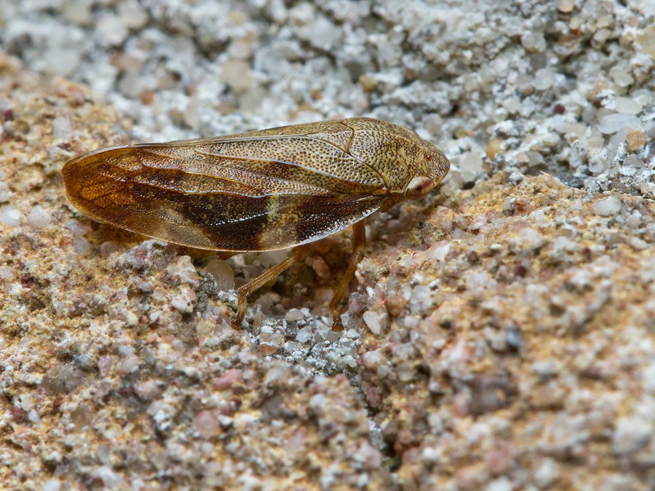 Elzencicade Aphrophora alni-20140907g1280IMG_7042a.jpg