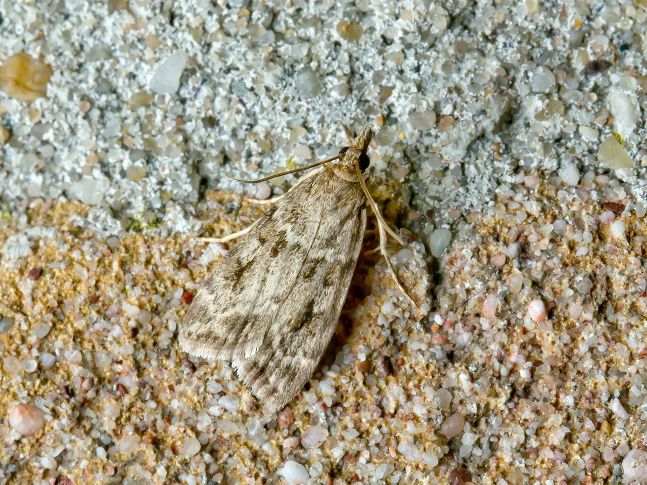 Eudonia-truncicolella-20150613g1280IMG_0110a.jpg