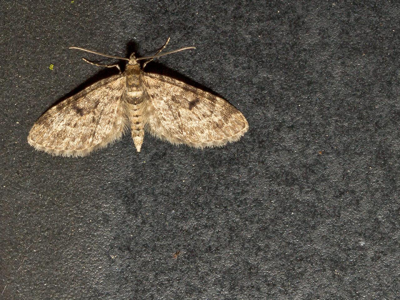 Fijnspardwergspanner-Eupithecia-tantillaria-20140425g1280IMG_3020a.jpg