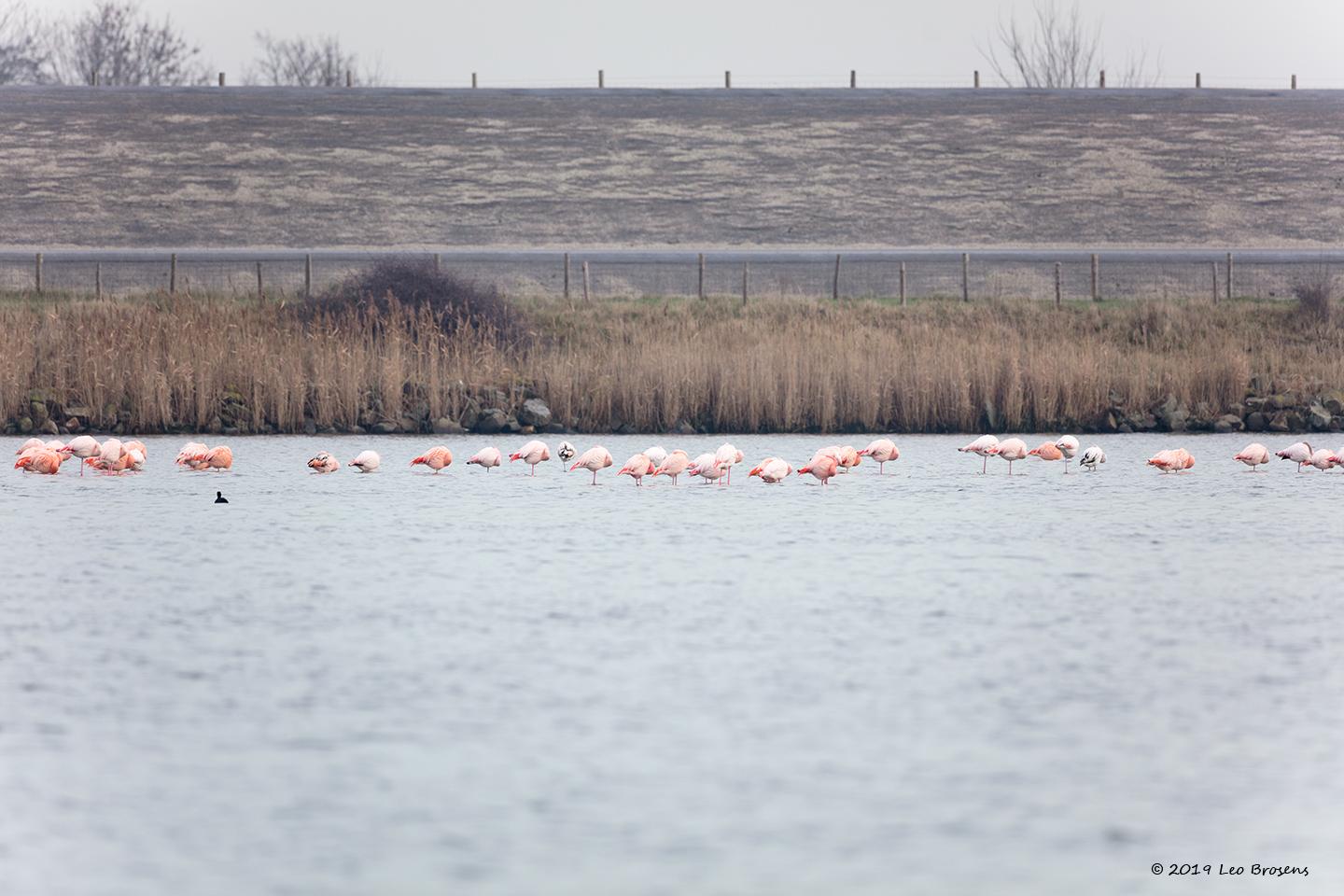 Flamingo-20190118g1440aYSXX4038crfb.jpg