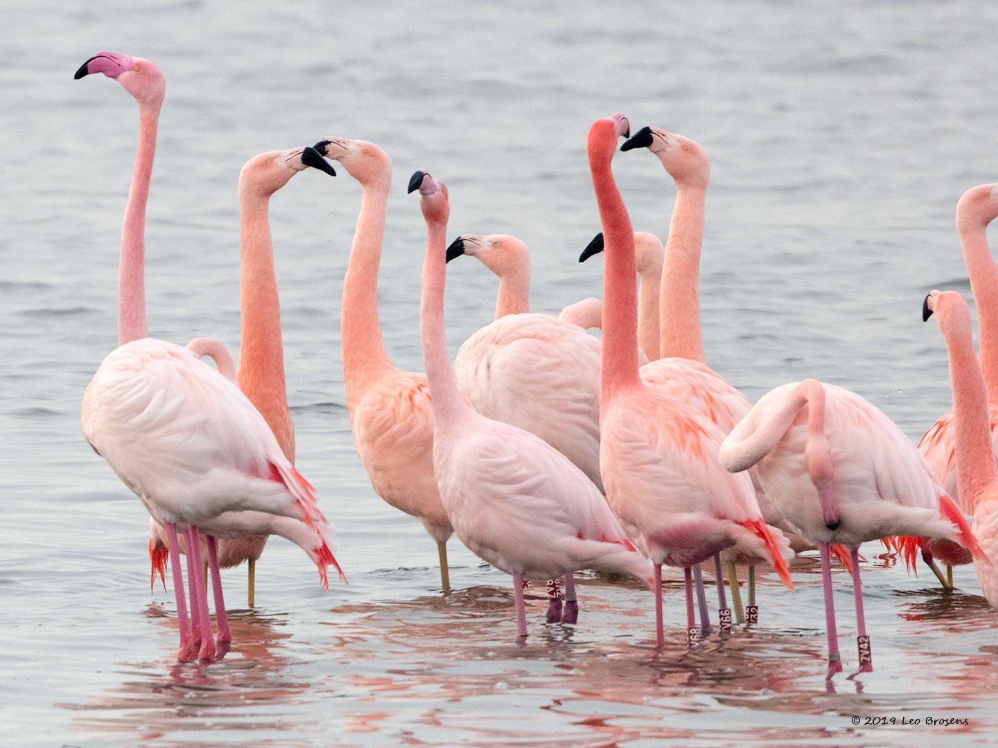 Flamingo-20190118g1440bYSXX3949crfb_0.jpg