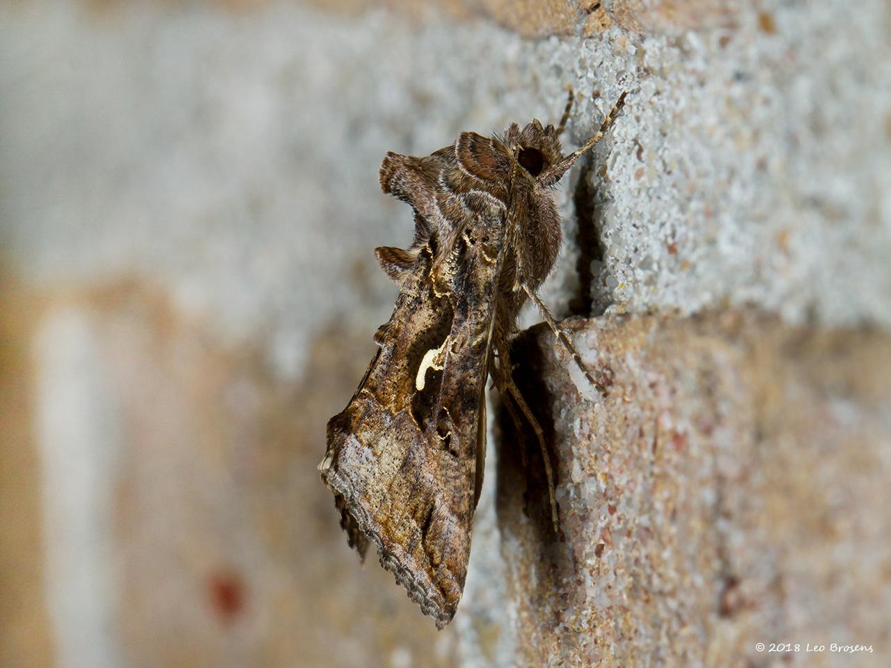 Gamma-uil-Autographa-gamma-20140902g1280IMG_6457bcrfb.jpg