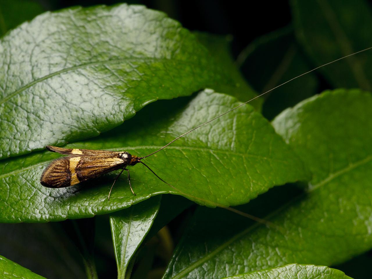 Geelbandlangsprietmot-20150601g1280IMG_9479a_0.jpg