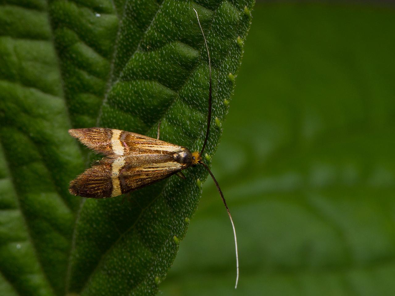 Geelbandlangsprietmot-Nemophora-degeerella-20140607g1280IMG_4489a_0.jpg