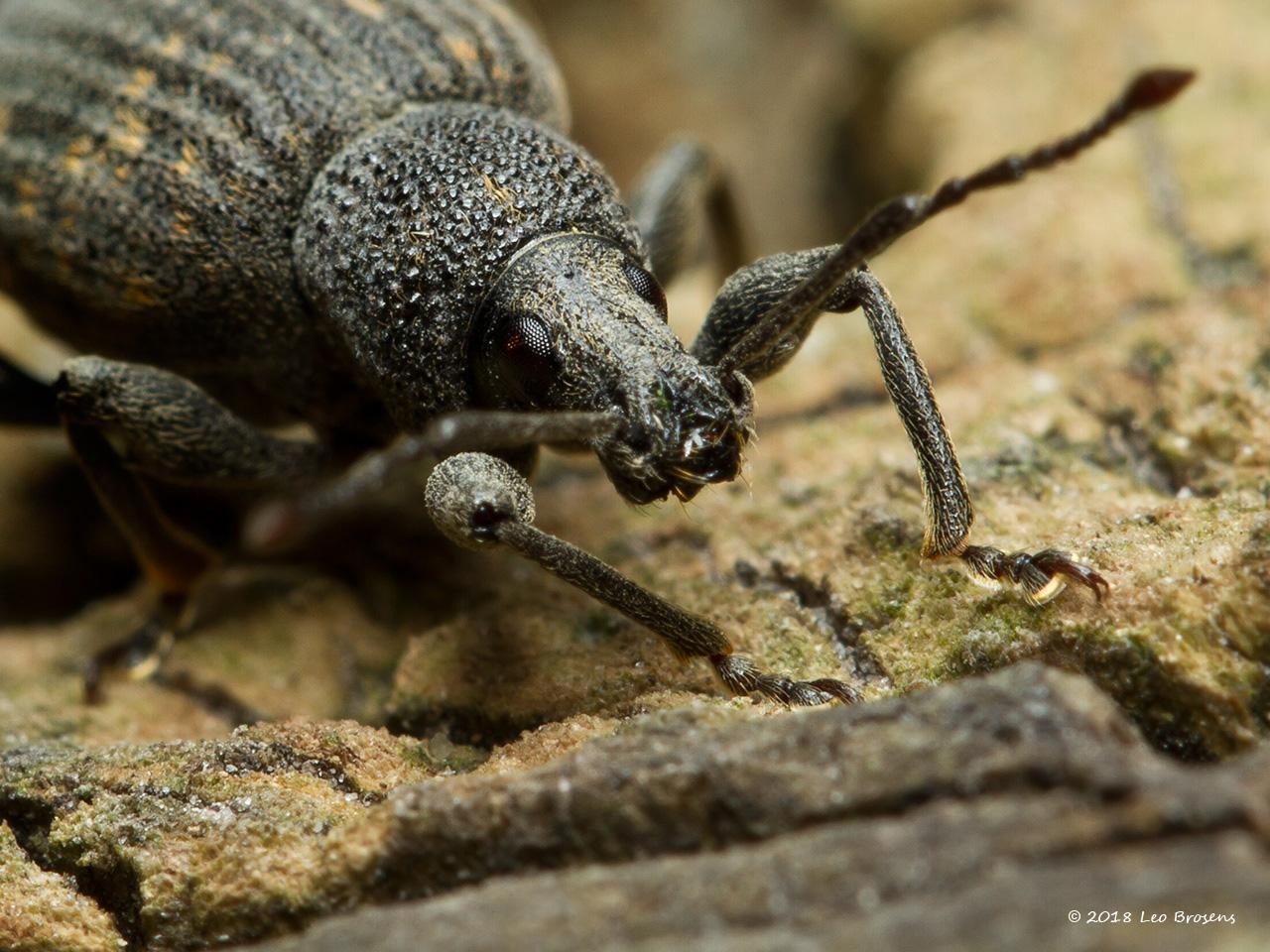 Gegroefde-lapsnuitkever-Otiorhynchus-sulcatus-20130829g1280acrfb.jpg