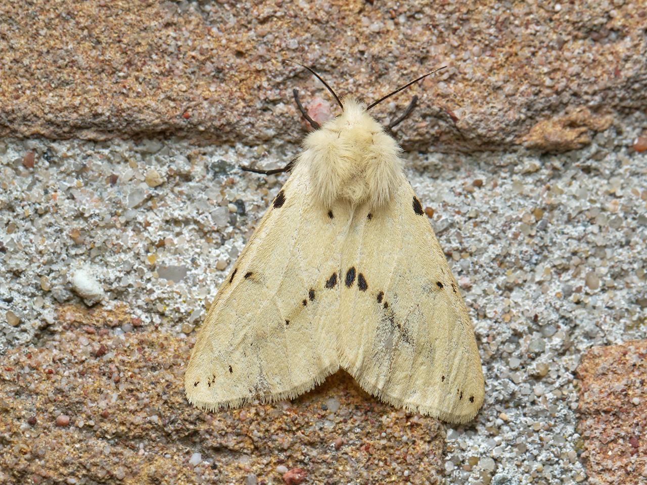 Gele-tijger-Spilosoma-lutea-20150618g1280IMG_0266a.jpg