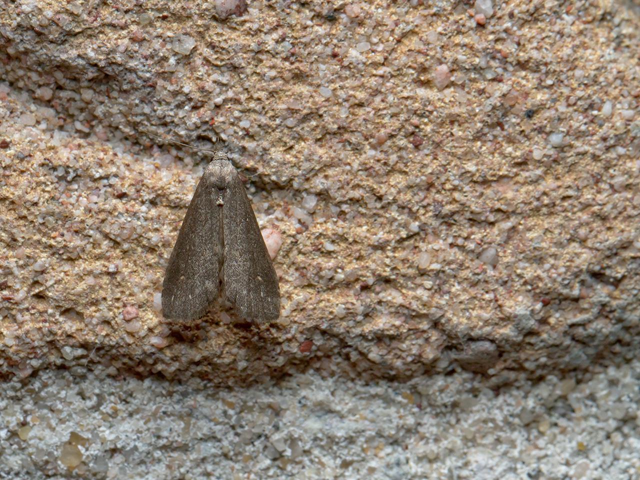 Gepijlde-micro-uil-20150613g1280IMG_0117b.jpg