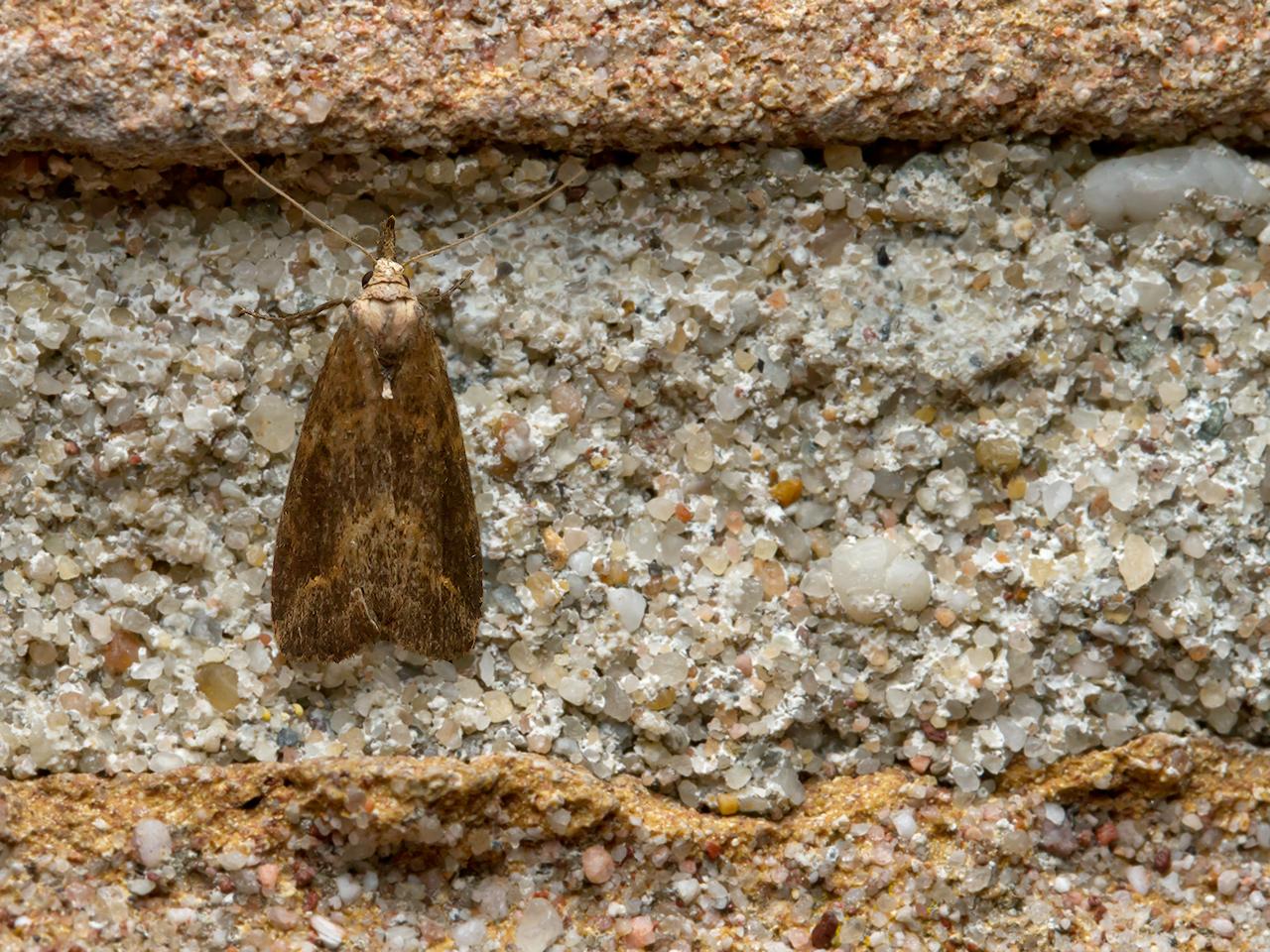 Gepijlde-micro-uil-20150630g1280IMG_0656a.jpg