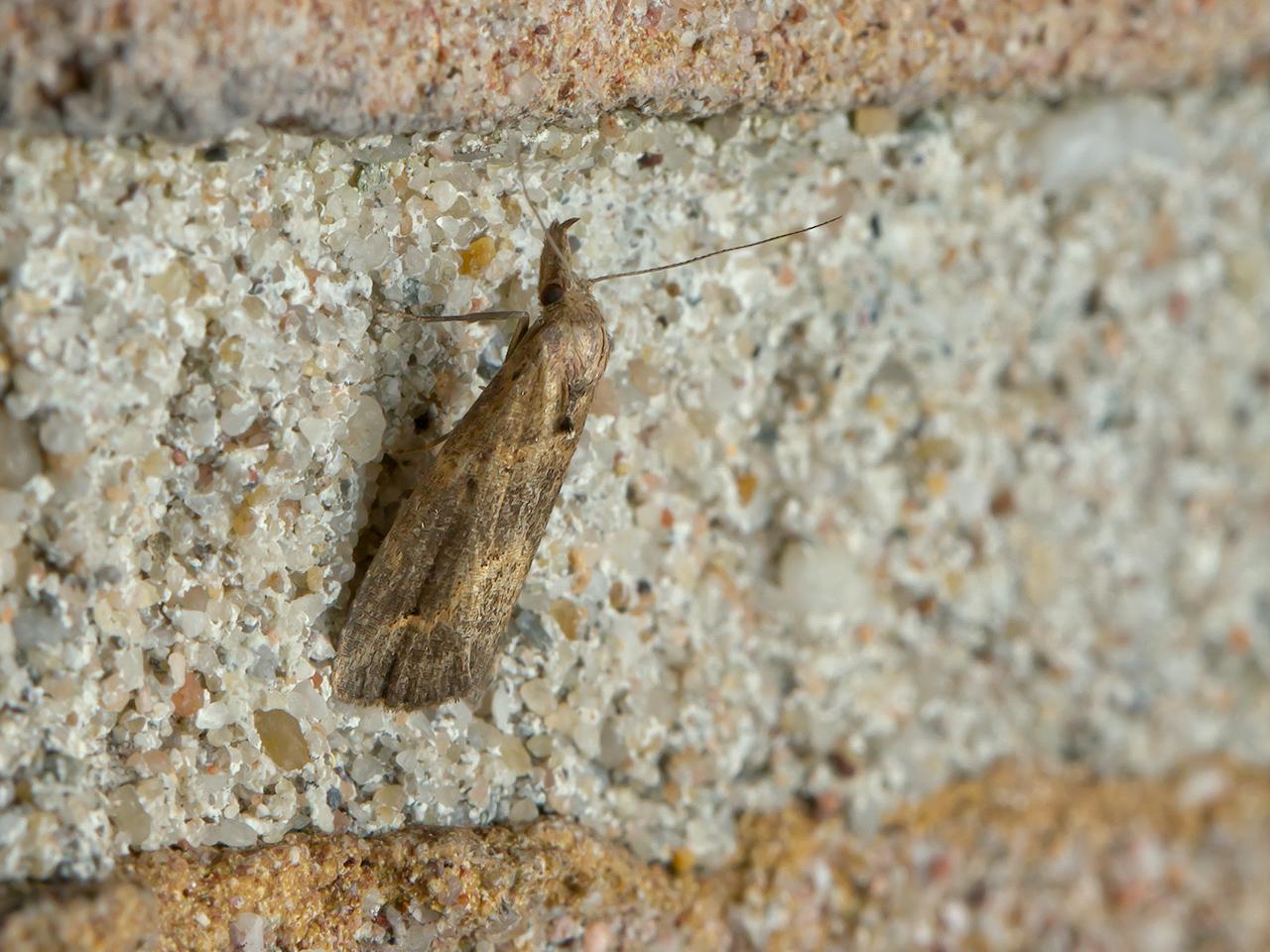 Gepijlde-micro-uil-20150630g1280IMG_0659a.jpg