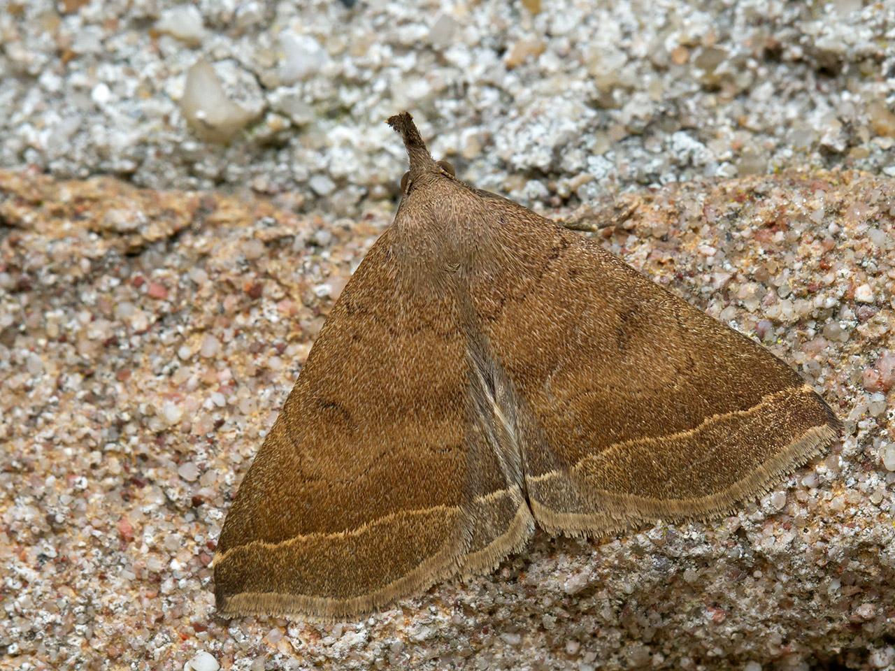 Gepluimde-snuituil-Pechipogo-plumigeralis-20140907g1280IMG_6745a.jpg