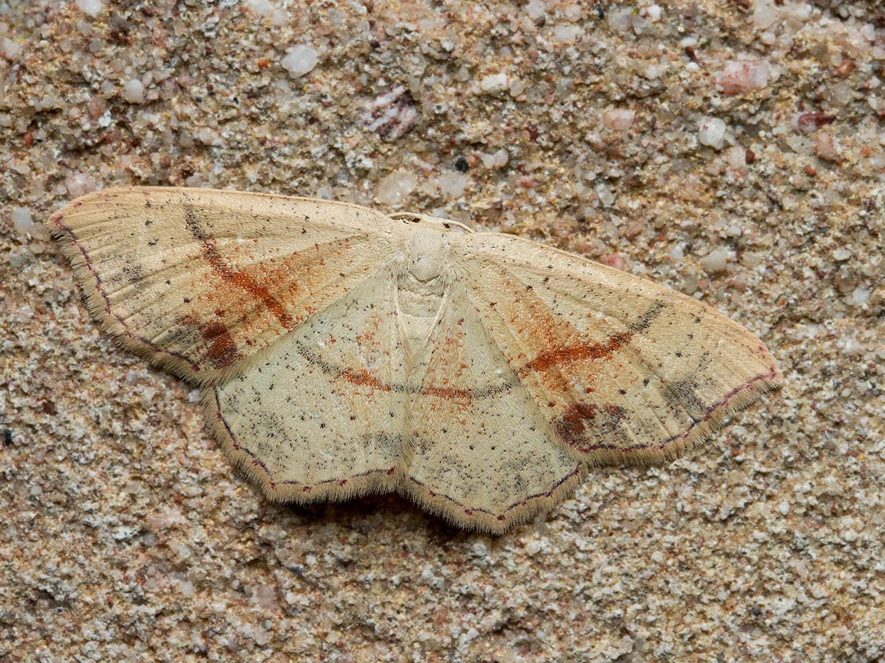 Gestippelde-oogspanner-Cyclophora-punctaria-20140803g1280IMG_5902a.jpg