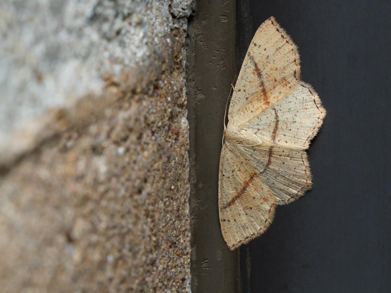 Gestippelde-oogspanner-Cyclophora-punctaria-20140912g1280IMG_6882a.jpg