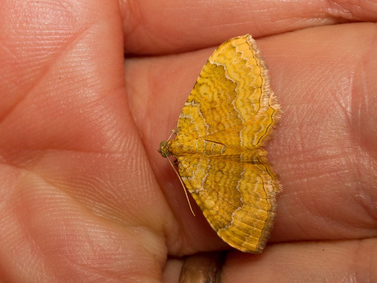 Gestreepte-goudspanner-Camptogramma-bilinata-20130627g1280IMG_6832a.jpg