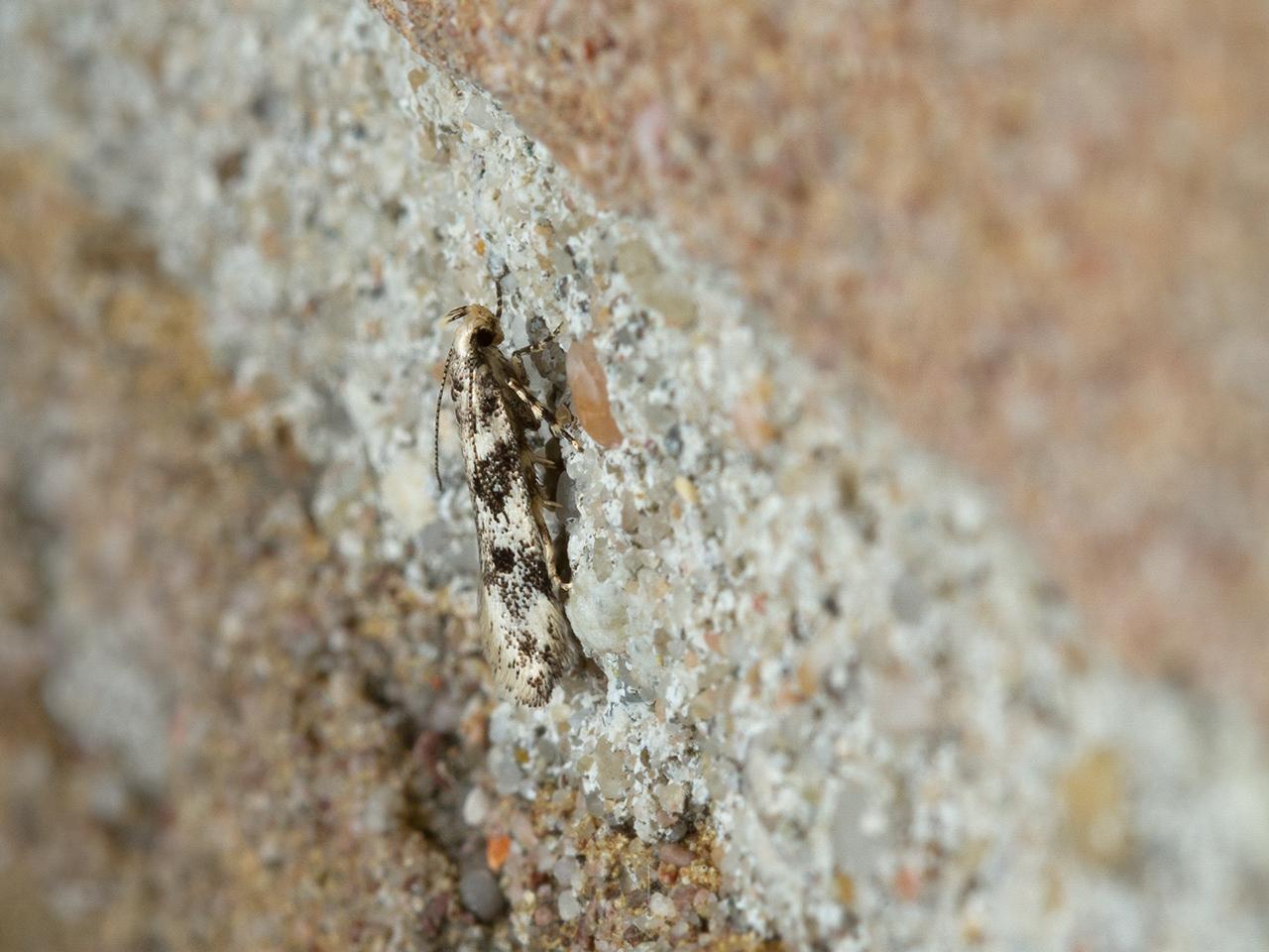 Gevlekte witkoppalpmot Chionodes electella-20150612g1280IMG_9942a.jpg