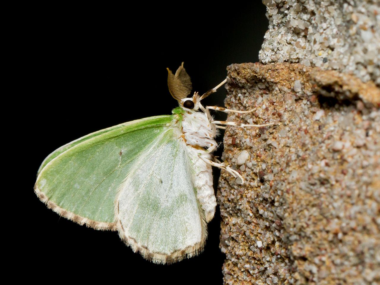 Gevlekte-zomervlinder-20150621g1280_MG_0337a.jpg