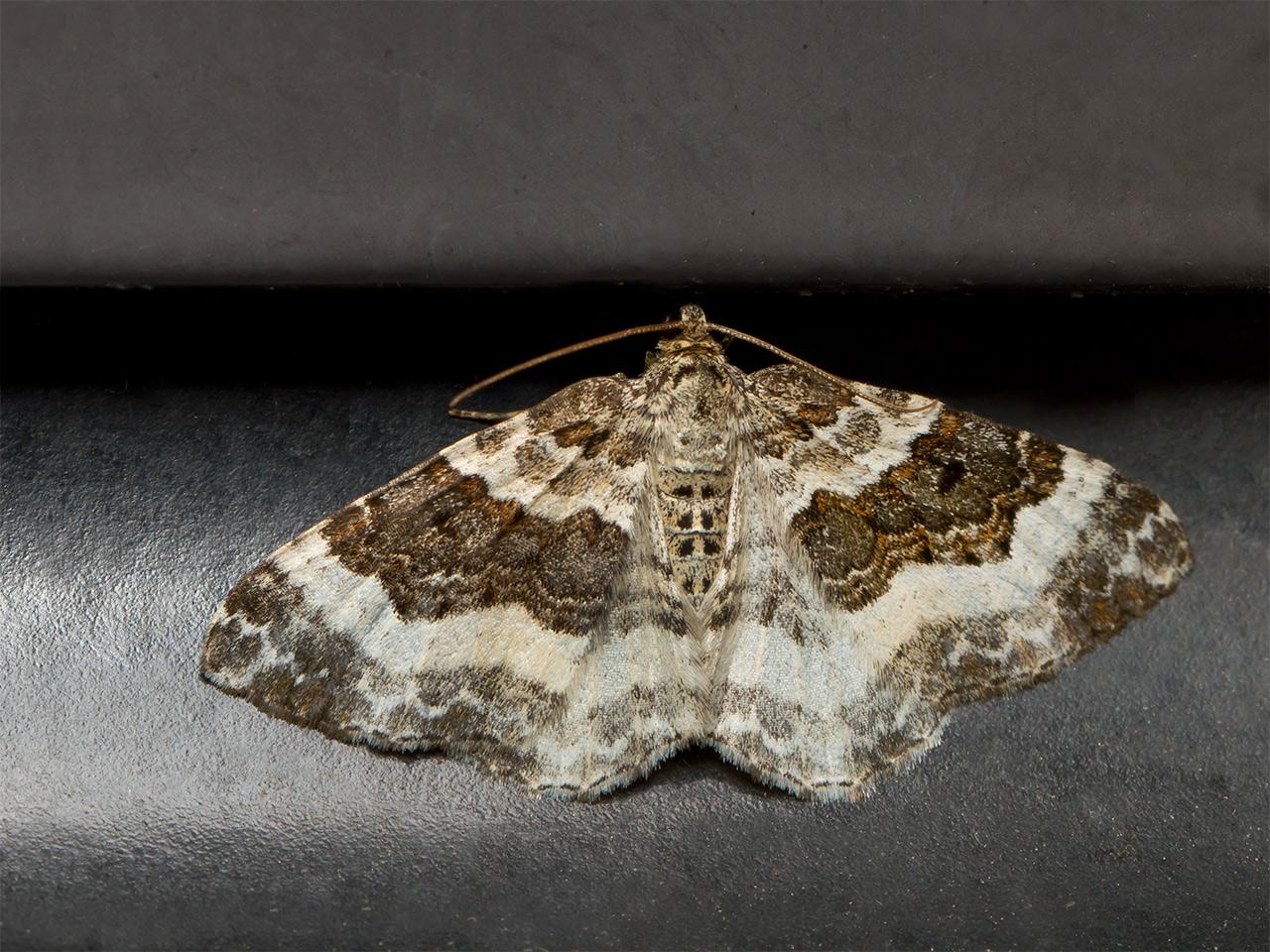 Gewone bandspanner  Epirrhoe alternata-20140628g1280IMG_5453a.jpg