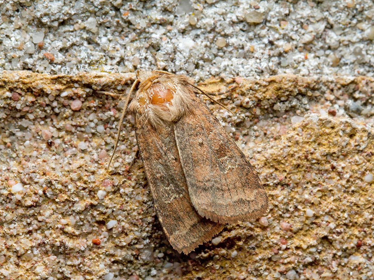 Gewone breedvleugeluil Diarsia rubi-20150605g1280IMG_9773a.jpg