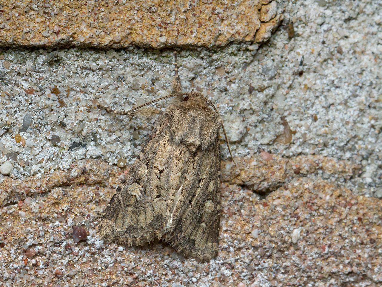 Gewone grasuil Luperina testaceal-20140816g1280IMG_6039a.jpg