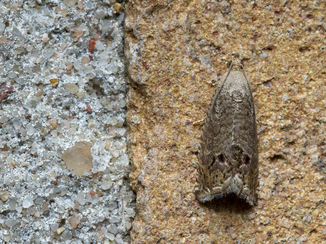 Gewone spiegelmot Cydia splendana-20140821g1280IMG_6188a.jpg