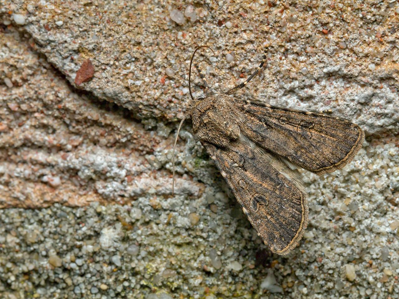 Gewone-velduil-Agrotis-segetum-20150726g1280IMG_1663a.jpg