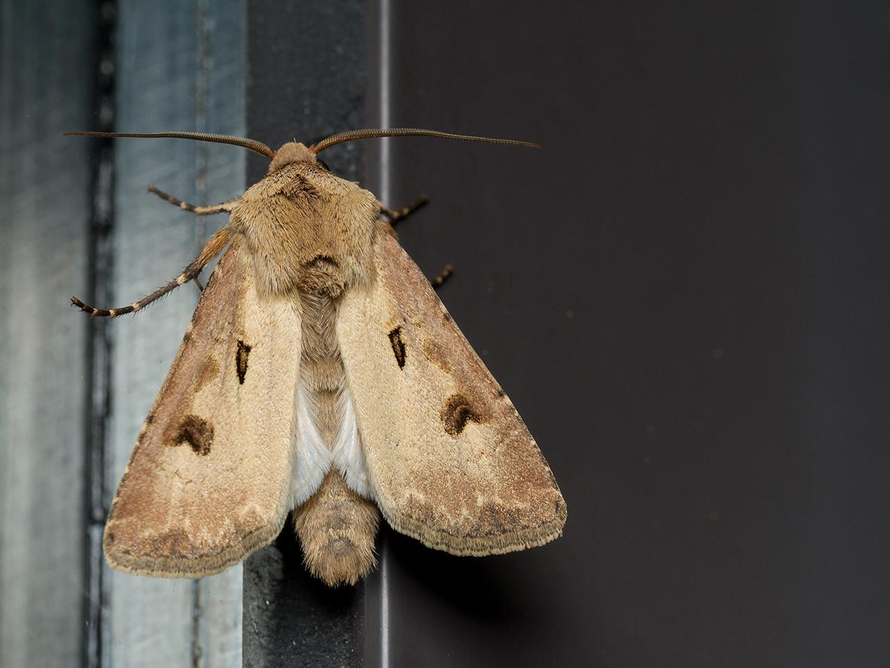 Gewone-worteluil-Agrotis-exclamationis-20140525g1280IMG_4274a.jpg