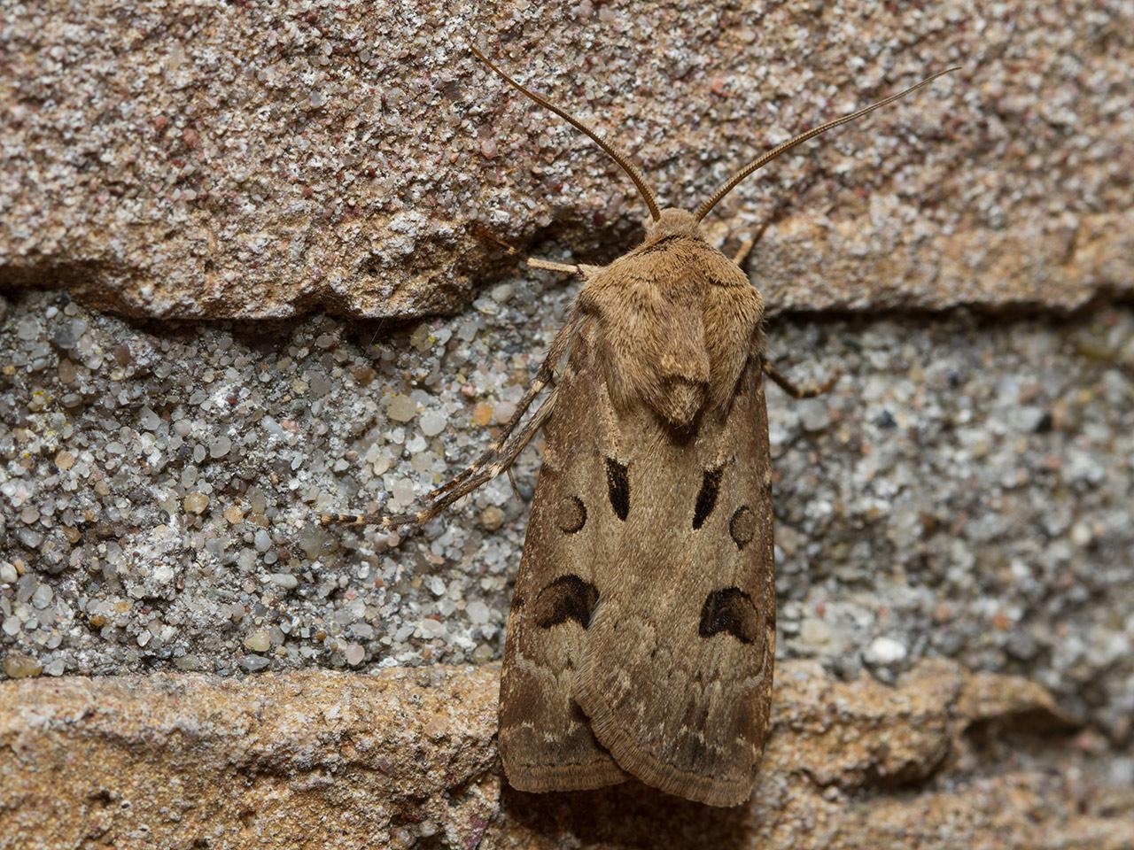 Gewone-worteluil-Agrotis-exclamationis-man-20130605g1280IMG_6297a.jpg