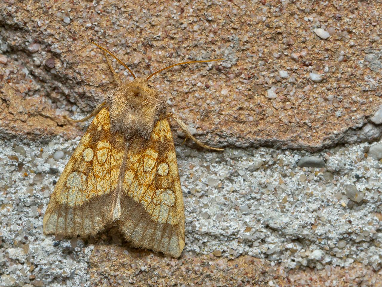 Goudgele-boorder-Gortyna-flavago-20141005g1280IMG_7562a.jpg