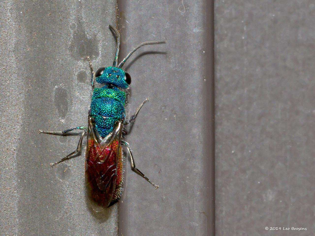 Goudwesp-Chrysis-ignita-20140403g1280IMG_2337ancrfb_0.jpg