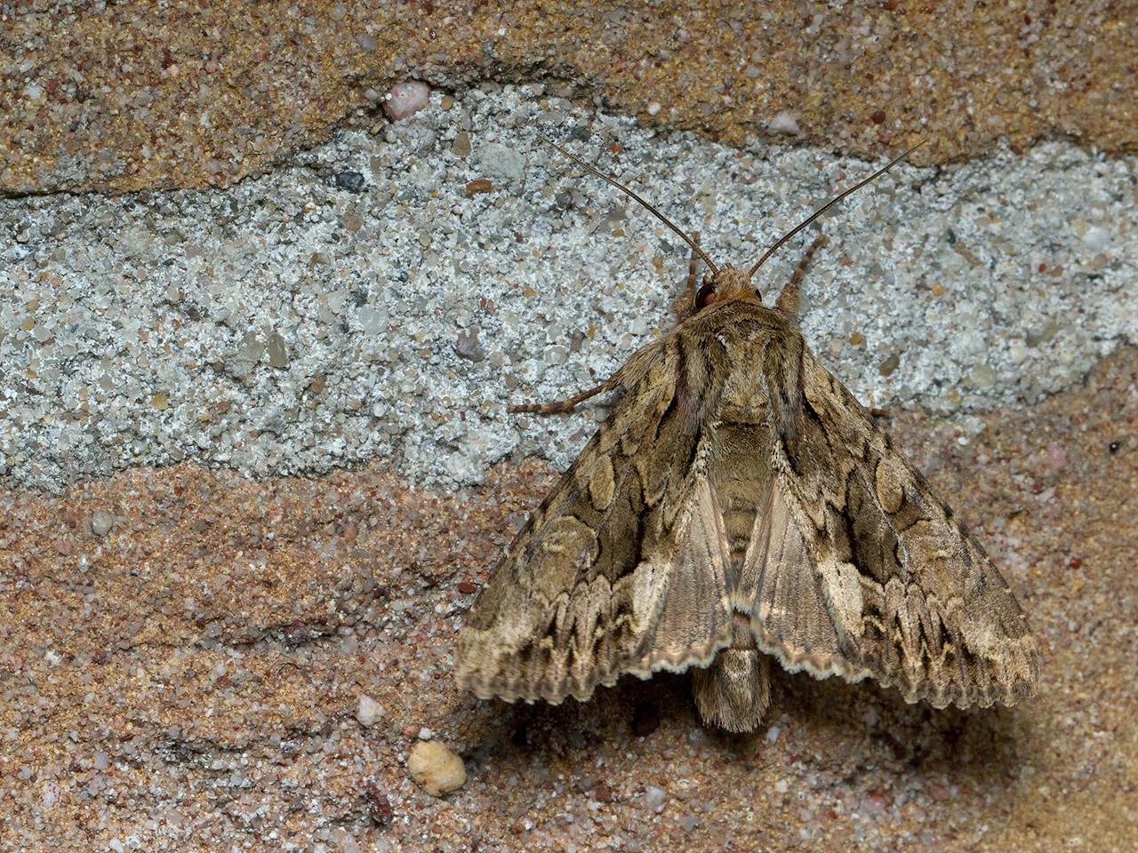 Graswortelvlinder Apamea monoglyphal-20140601g1280IMG_4460a_0.jpg