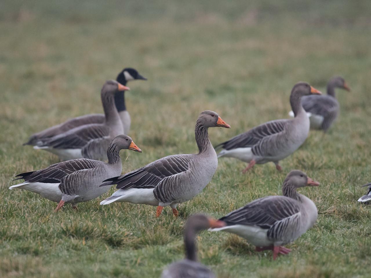 Grauwe-gans-20170207g1280YSXX6504au.jpg