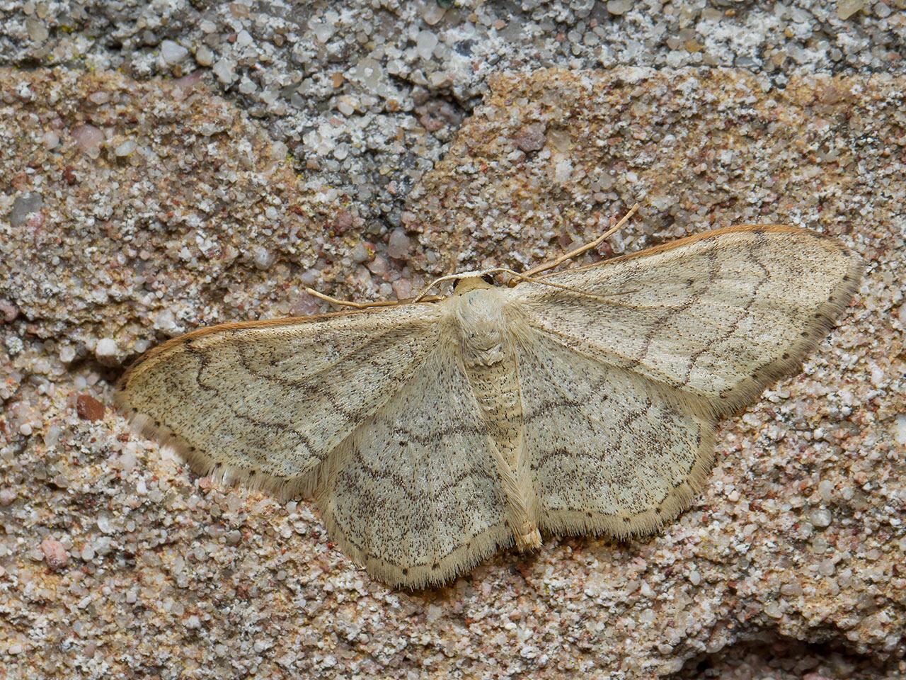 Grijze-stipspanner-Idaea-aversata-20140608g1280IMG_4729a.jpg