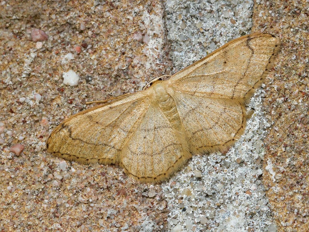 Grijze-stipspanner-Idaea-aversata-20140608g1280IMG_4773a.jpg