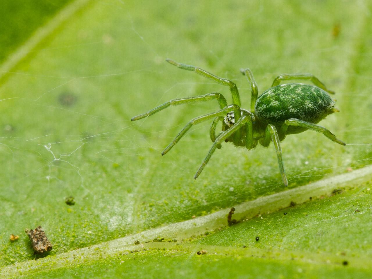 Groen kaardertje