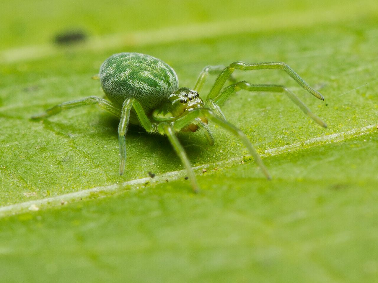 Groen kaardertje op een blad gefotografeerd