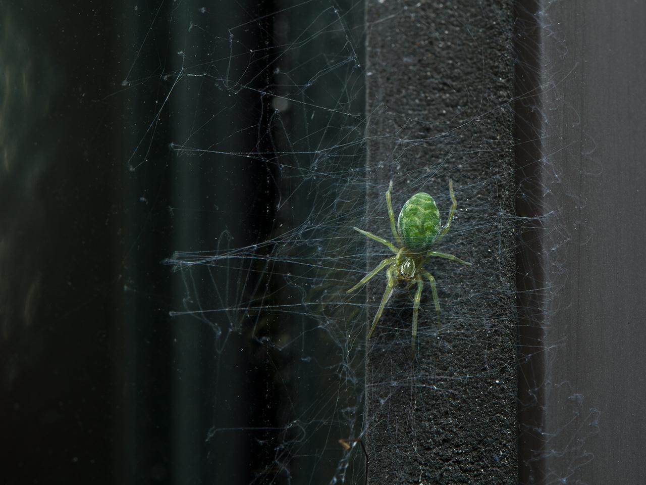 Groen kaardertje