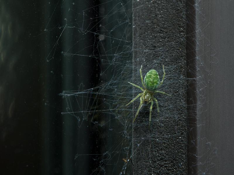 Groen kaardertje