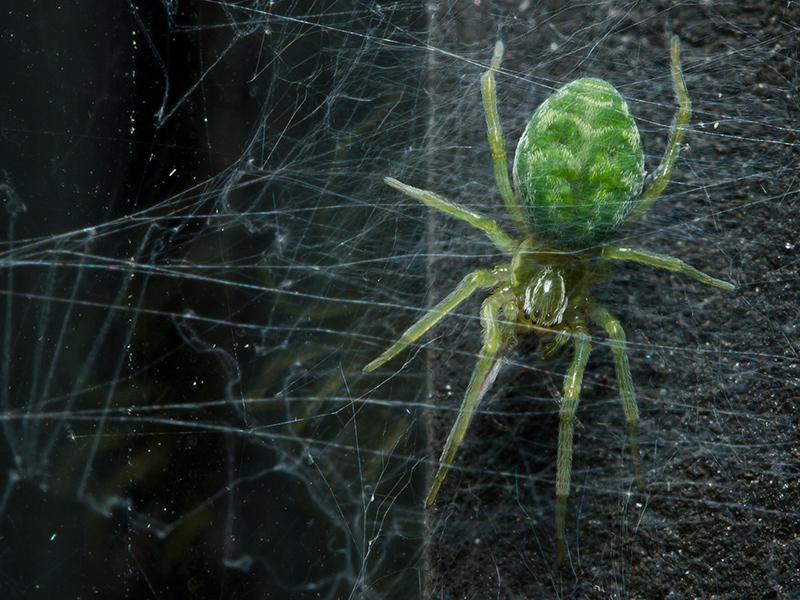 Groen kaardertje