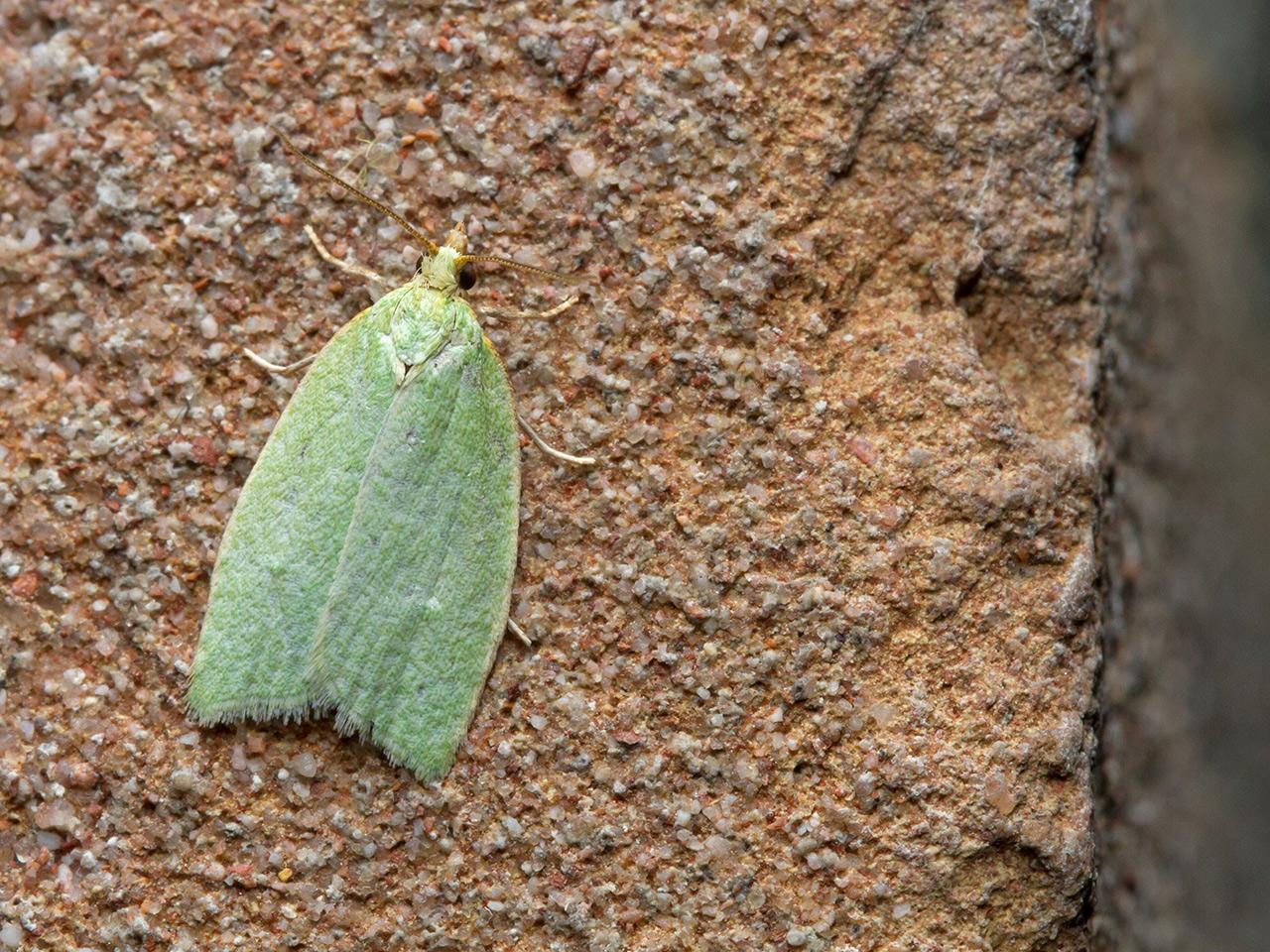 Groene-eikenbladroller-20150620g1280IMG_0318a.jpg