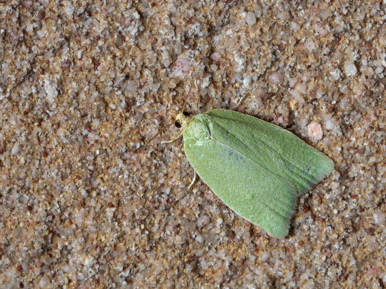 Groene-eikenbladroller-Tortrix-viridana-20140608g1280IMG_4696a.jpg