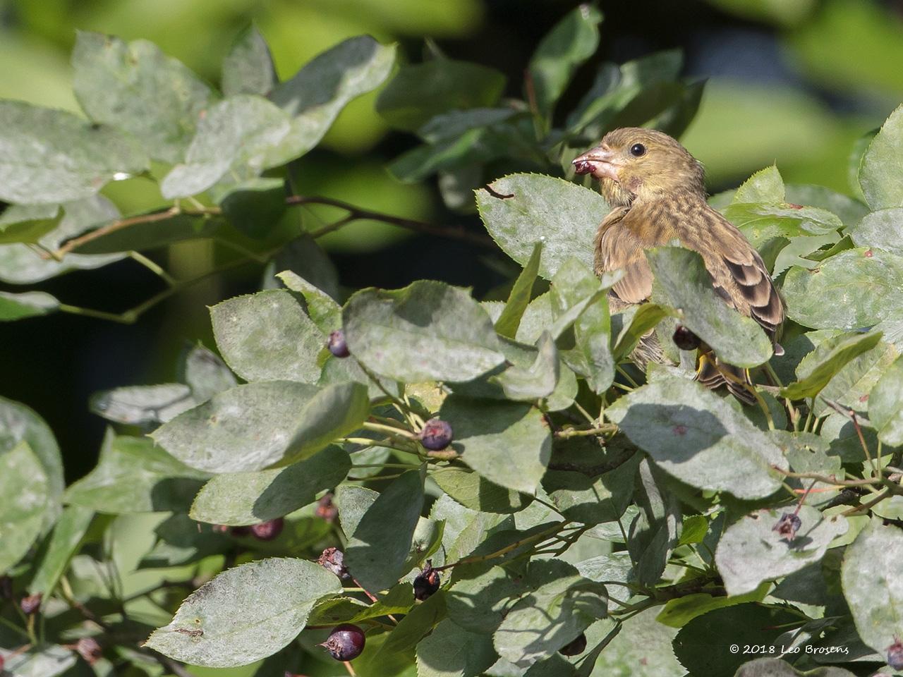 Groenling-20180615g1280YSXX2718acrfb.jpg