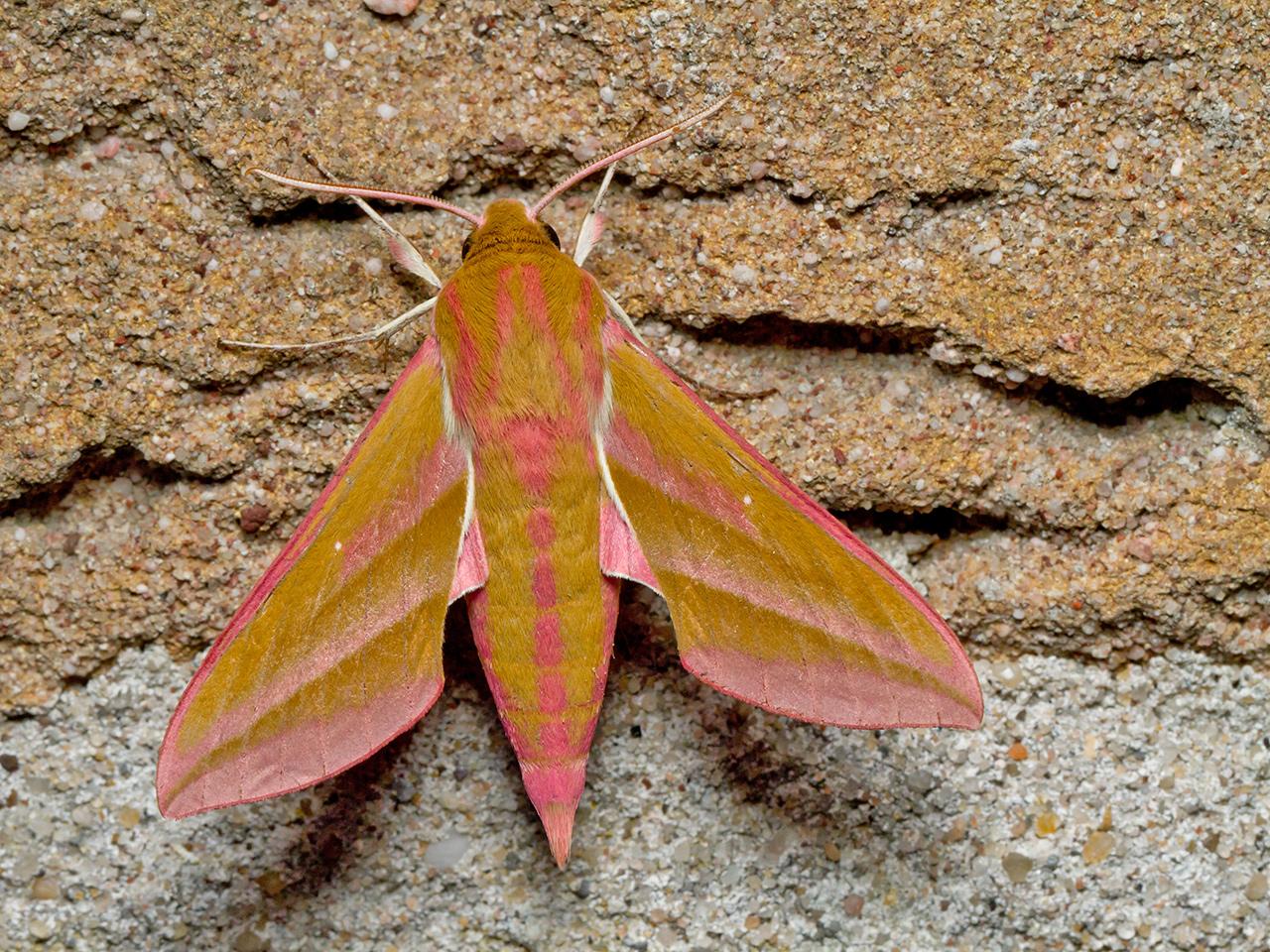 Groot-avondrood-20150704g1280IMG_0980a.jpg