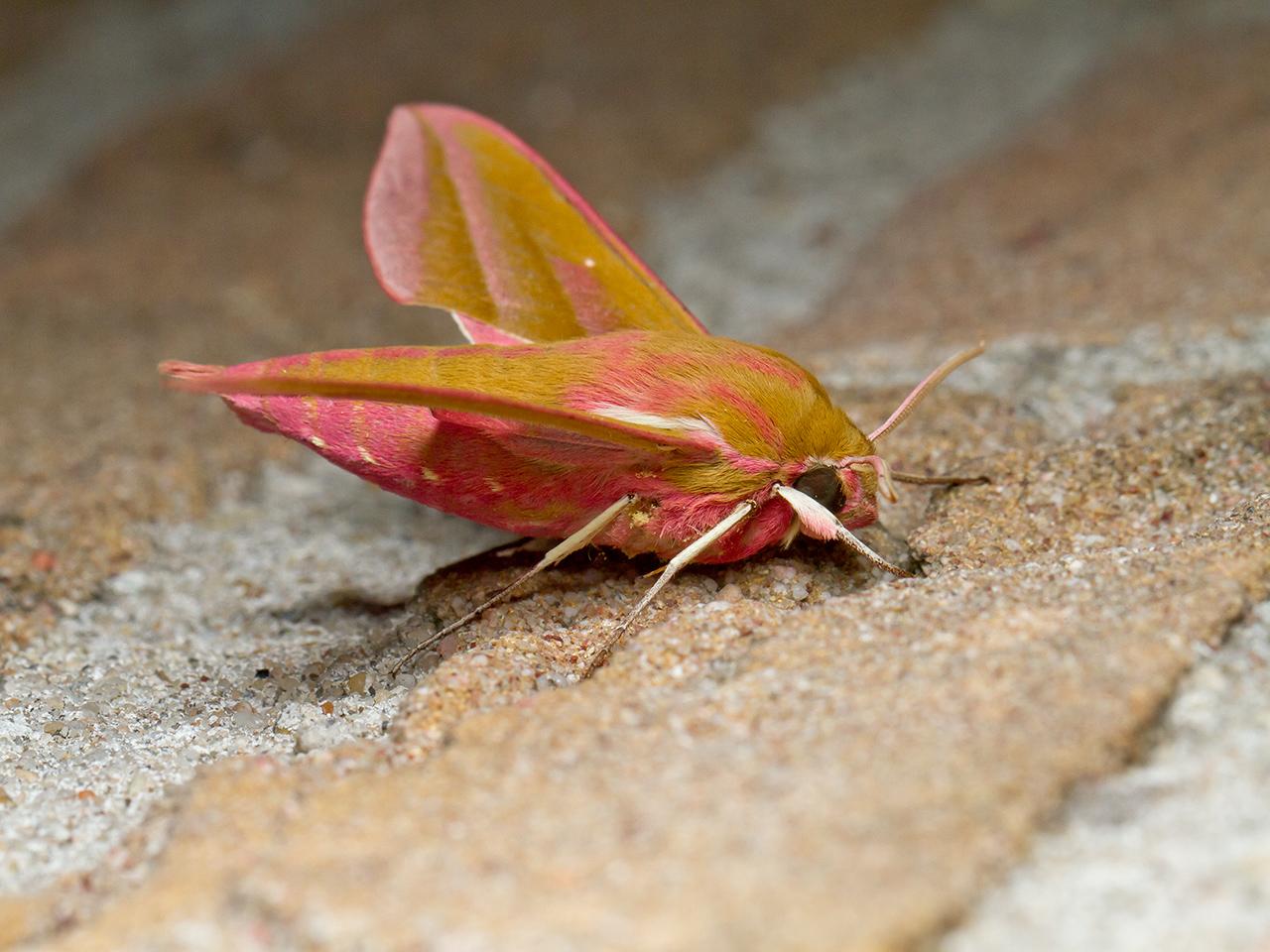 Groot-avondrood-20150704g1280IMG_0982a.jpg