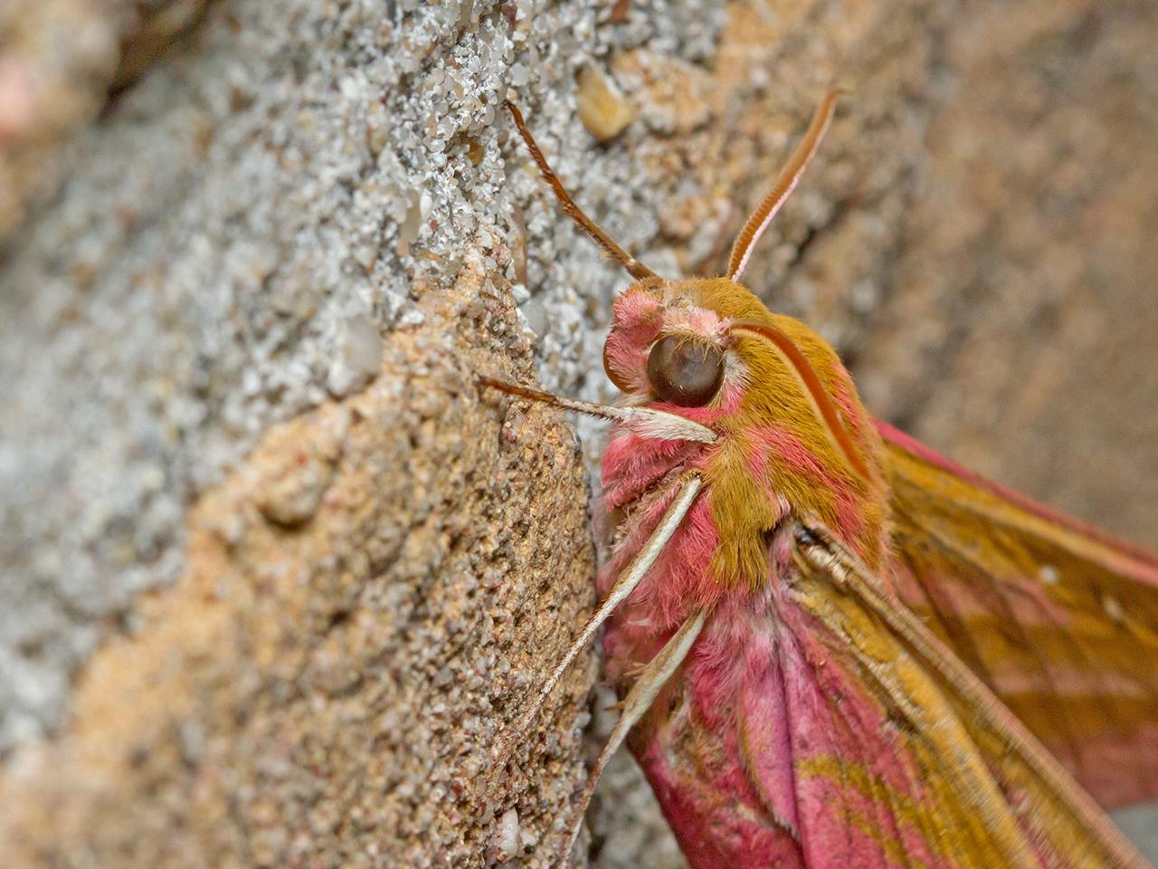 Groot-avondrood-20150716g1280_MG_1252a.jpg