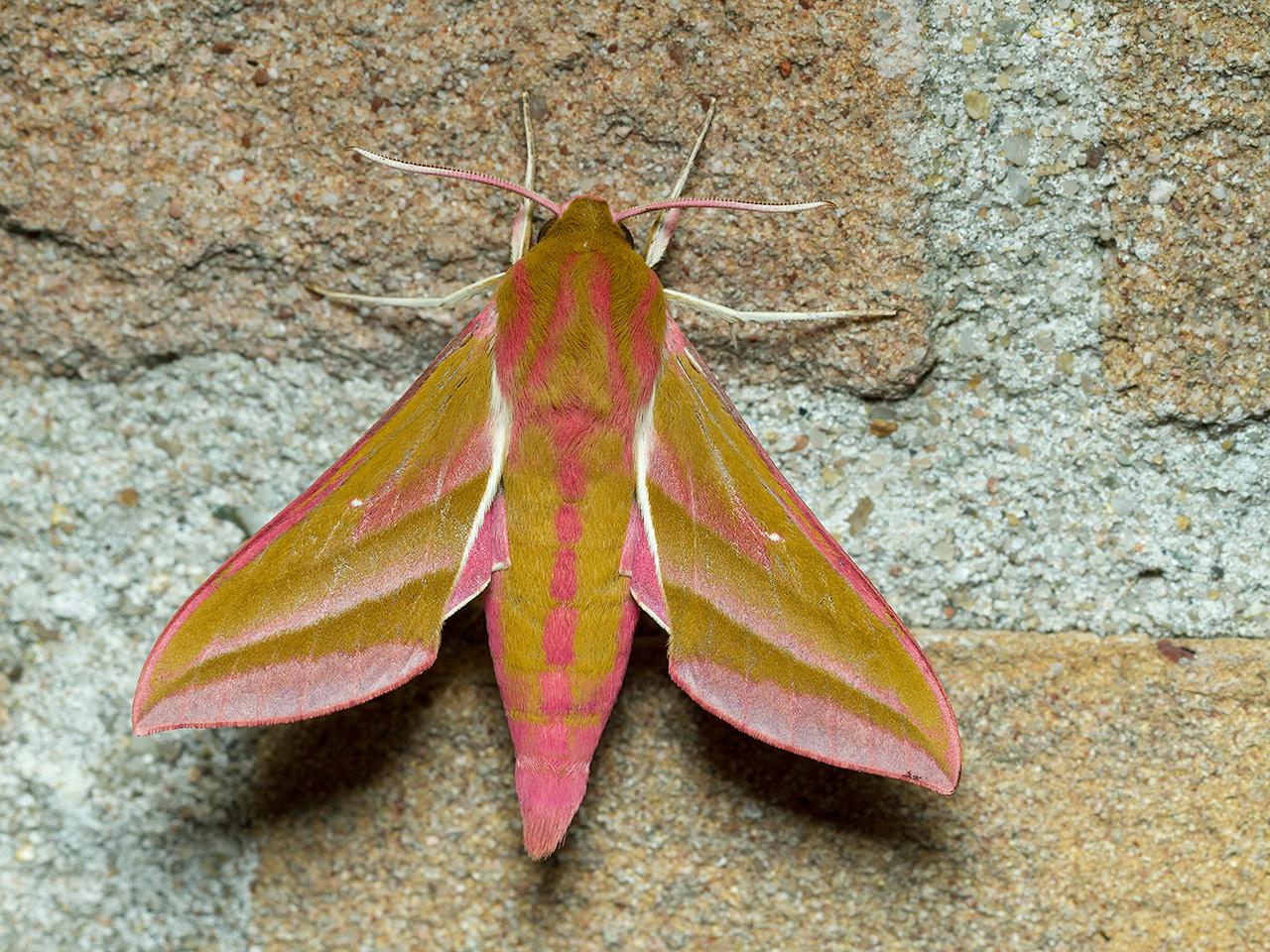 Groot-avondrood-Deilephila-elpenor-20140621g1280IMG_5114a.jpg