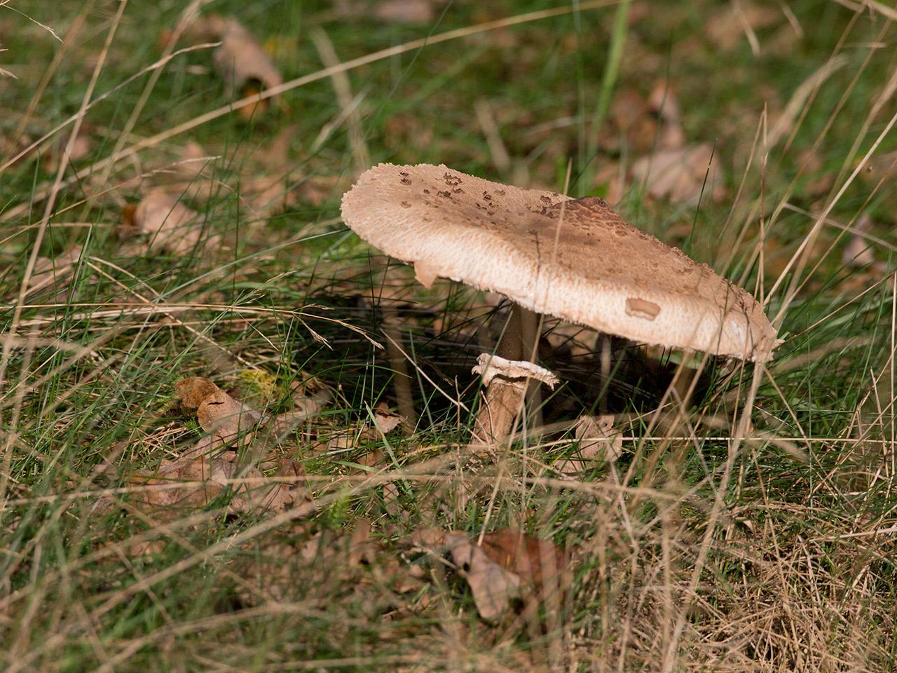 Grote parasolzwam-20141027g12807X1A2269a.jpg