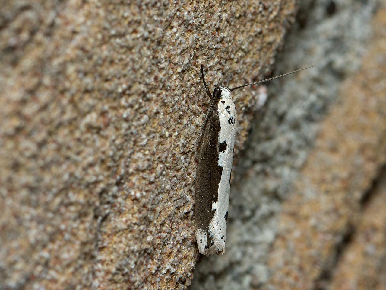 Grote zwartwitmot Ethmia bipunctella-20140702g1280IMG_5594a.jpg