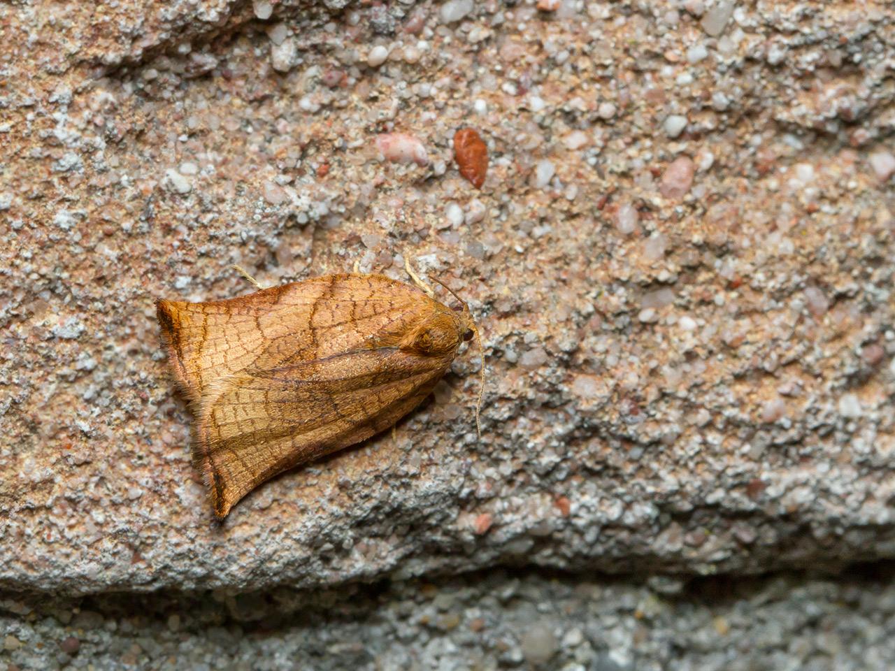 Grote-appelbladroller-Archips-podanus-20140915g1280IMG_6932a.jpg